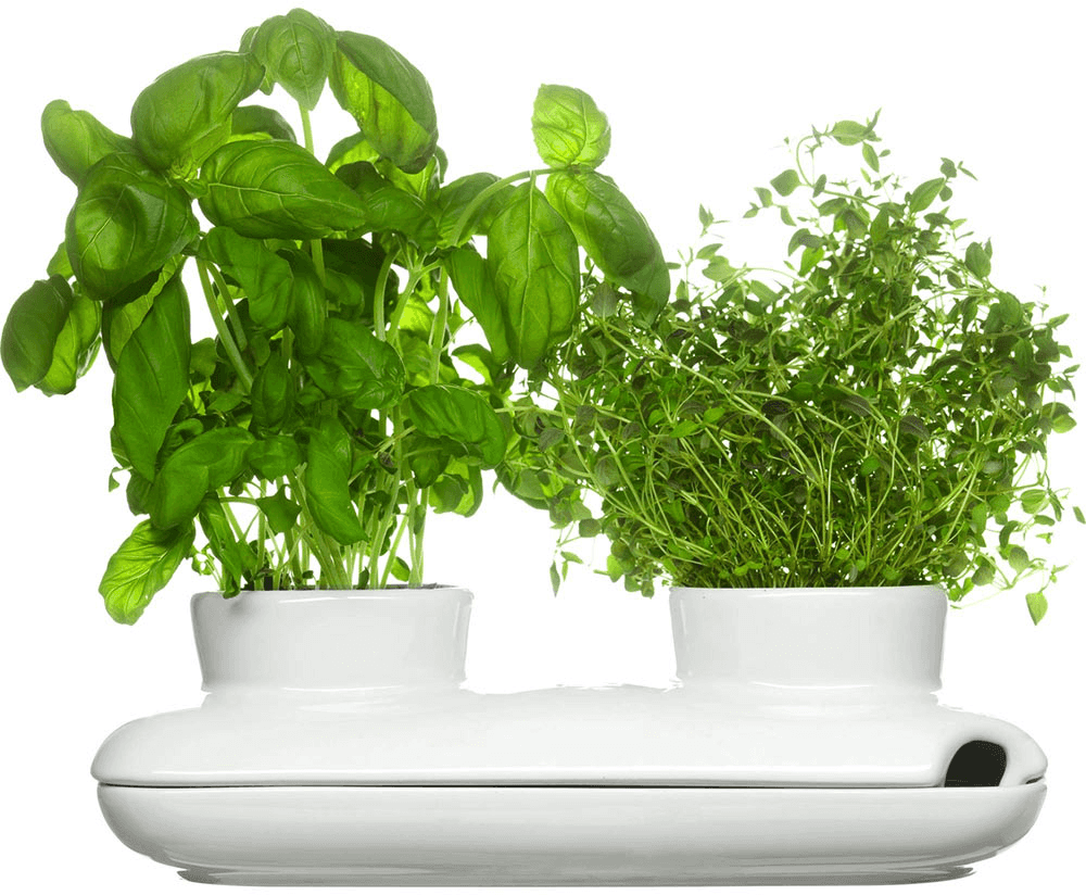 Jak si vypěstovat čerstvé bylinky i v paneláku